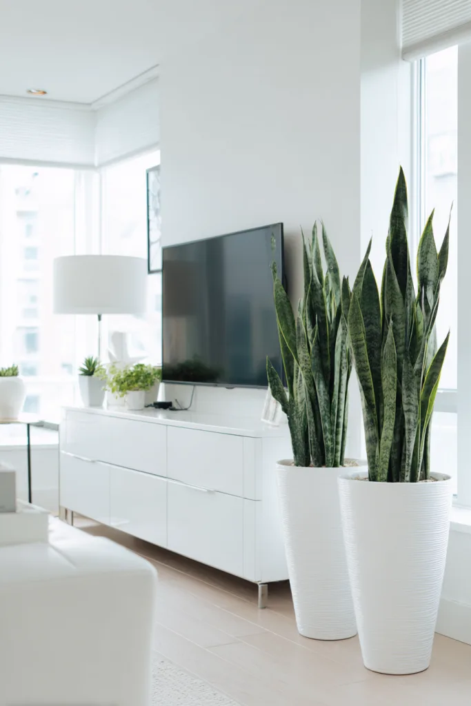 Tall floor plants flanking a TV console for balance